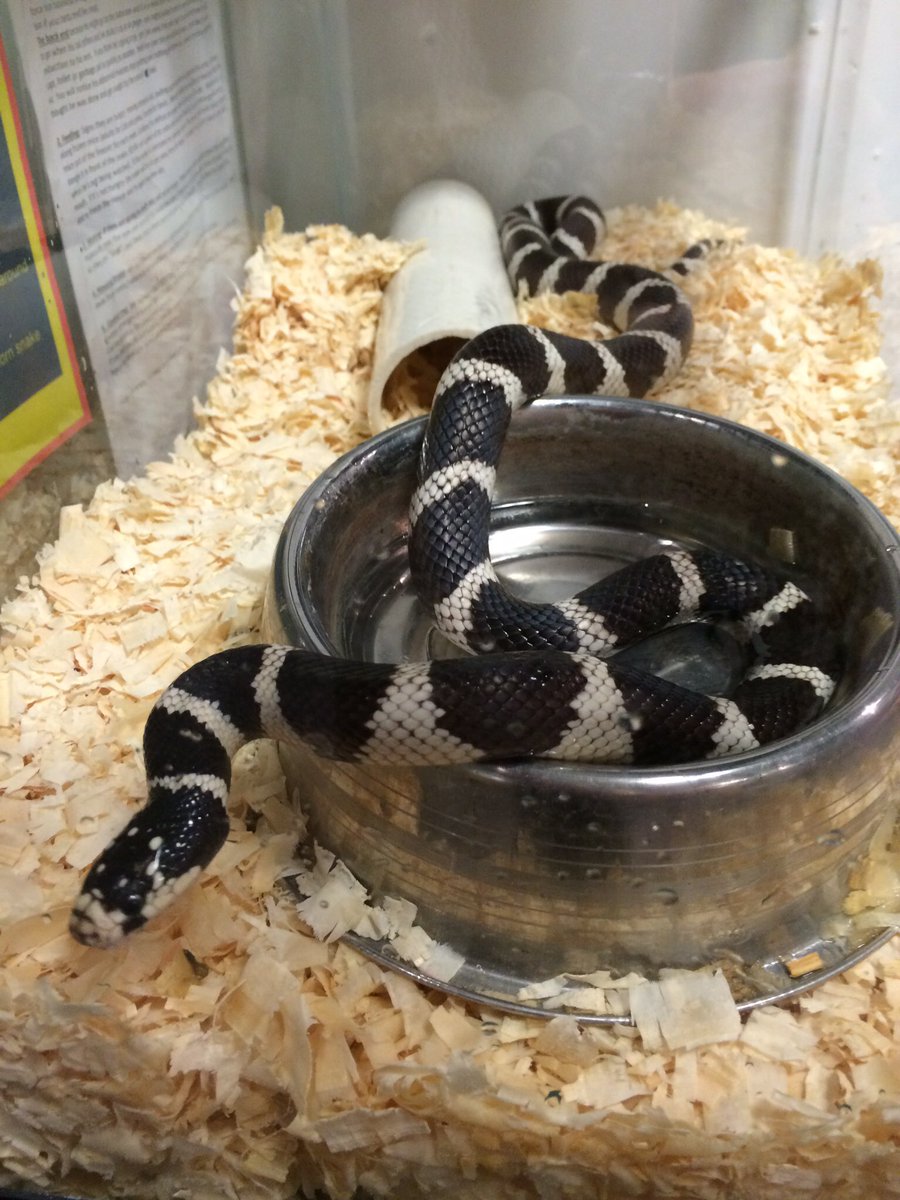 discoveryspace's tweet photo. Say hello to Hexus! She's a California King snake that will be with us all summer. https://t.co/bUu0yRpcq5