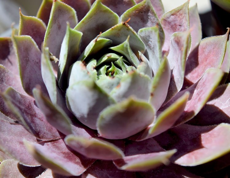 Discover how easy it is to care for #succulents | bit.ly/1PF8f1t #succulents #midwestgardening