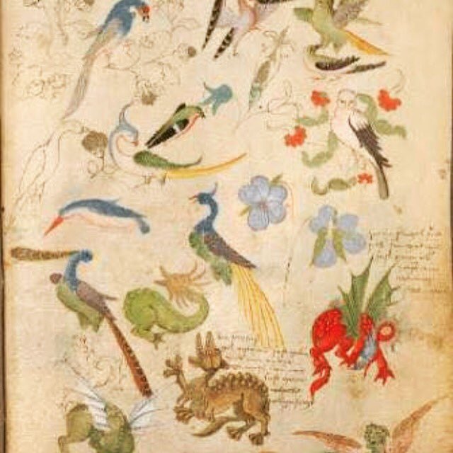 Cedarbarnes's tweet image. #voynich manuscript #cryptoscript #alchemy