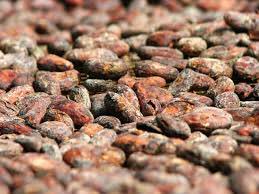 PickleBarNY's tweet photo. Most people don't realize chocolate is actually a ferment. You bet we will have a ton of chocolaty delicacies! #roc https://t.co/FdUA0XhYyR