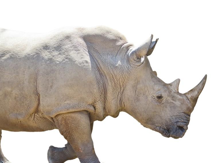 Uživatel Nat Geo WILD na Twitteru: „Think you're thick-skinned? At up to two inches thick, rhinos have some of the toughest skin in the animal kingdom! /lFrgunE4uz“ / Twitter Uživatel Nat Geo WILD na Twitteru: „Think you're thick-skinned? At up to two inches thick, rhinos have some of the toughest skin in the animal kingdom! /lFrgunE4uz“ / Twitter