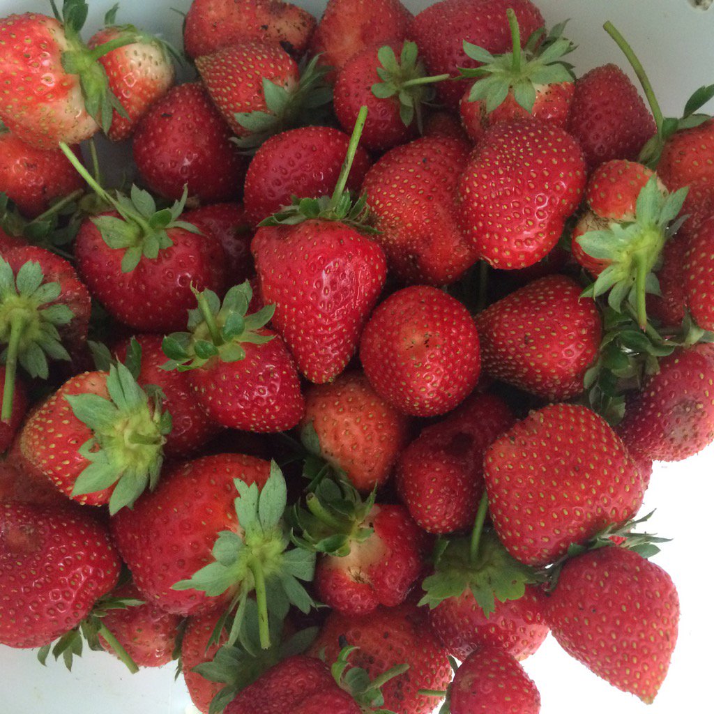 LeFarmSC tweet picture