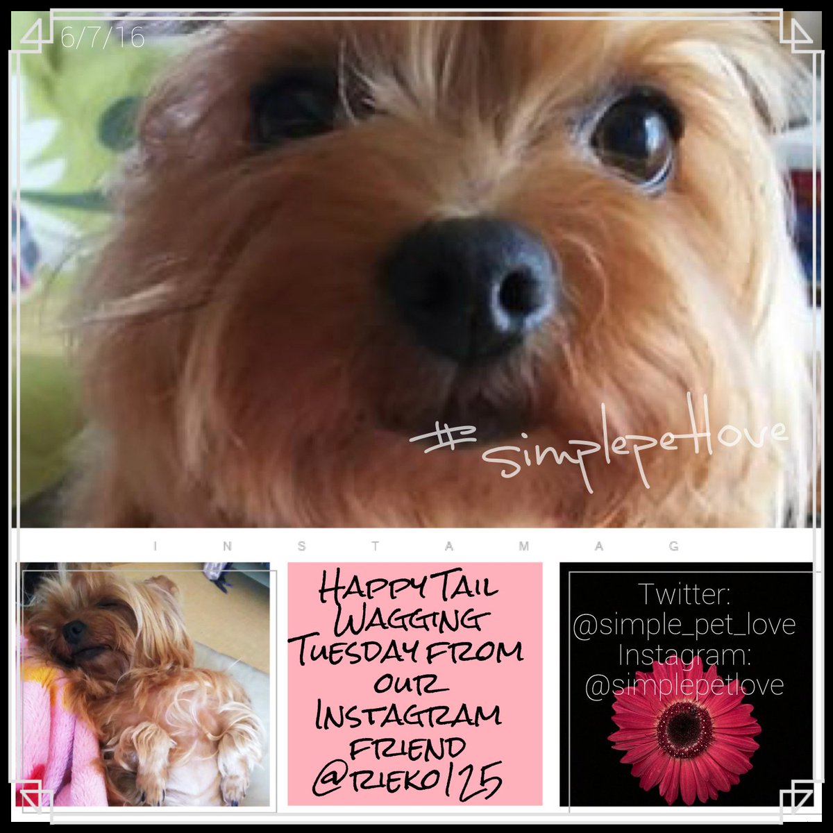 simplepetlove's tweet photo. The cuteness continues On TWT with our IG friend  @rieko125  ❤️🐾 #simplepetlove #thedayweshareyourpics #cutefordays https://t.co/Fo1cvxm85k