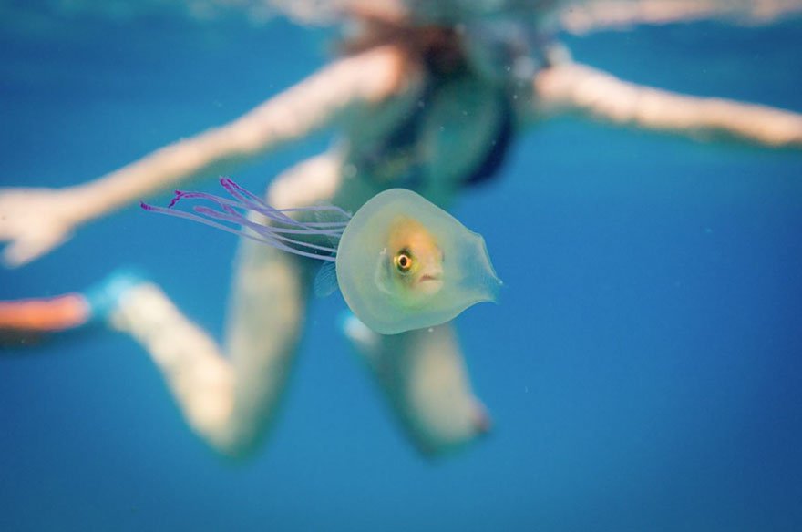 Orangeflower08 クラゲの中に閉じ込められた魚 ー 豪州の海で撮影された たいへん珍しいワンショット T Co 0qyp2ktxxl まるでマンガのような光景だが 魚はこんな状態でも クラゲの動きをコントロールできていたそう T Co Orangeflower08 クラゲの中に閉じ込められた魚 ー 豪州の海で撮影された たいへん珍しいワンショット T Co 0qyp2ktxxl まるでマンガのような光景だが 魚はこんな状態でも クラゲの動きをコントロールできていたそう T Co