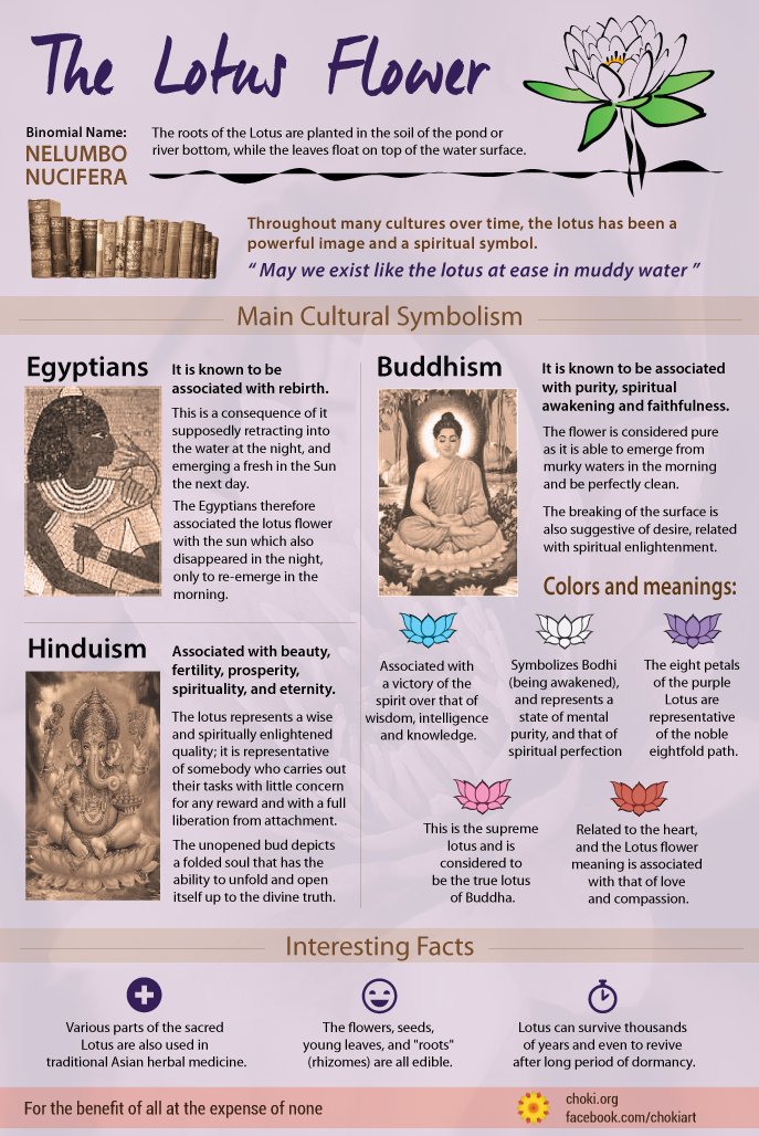 ChokiOrg's tweet photo. #LearningWithChoki: The Lotus Flower ๐บ To find more info graphics, visit: https://t.co/kifJiuthKx https://t.co/WNN7HeTNtk