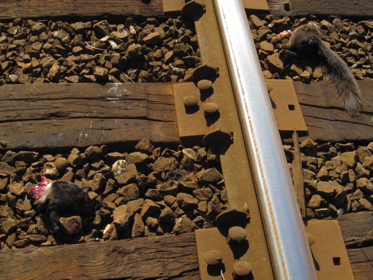 telestations's tweet photo. #CutInHalf by #FreightTrain
must #PraticeCaution when #CatchingOut
#FreightTrains #killBill
#CatchOut #FTRA #FTRC https://t.co/oSU4tpJVqr