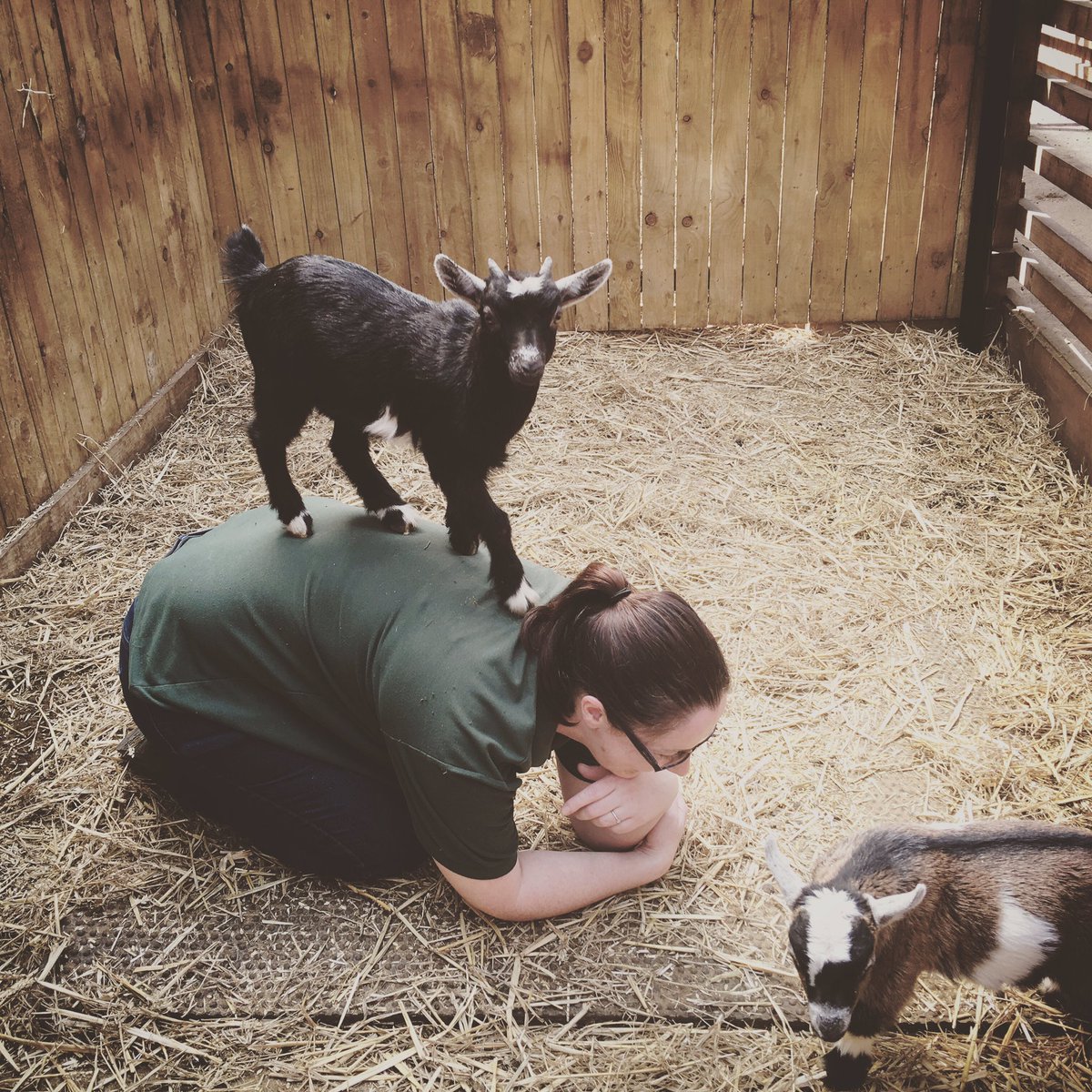 WAA_Teesside's tweet photo. Bruce our #pygmygoat showing our keeper who's boss #Stockton #Portracklane #farmanimals #goatsarecute https://t.co/22xFBhOrSf