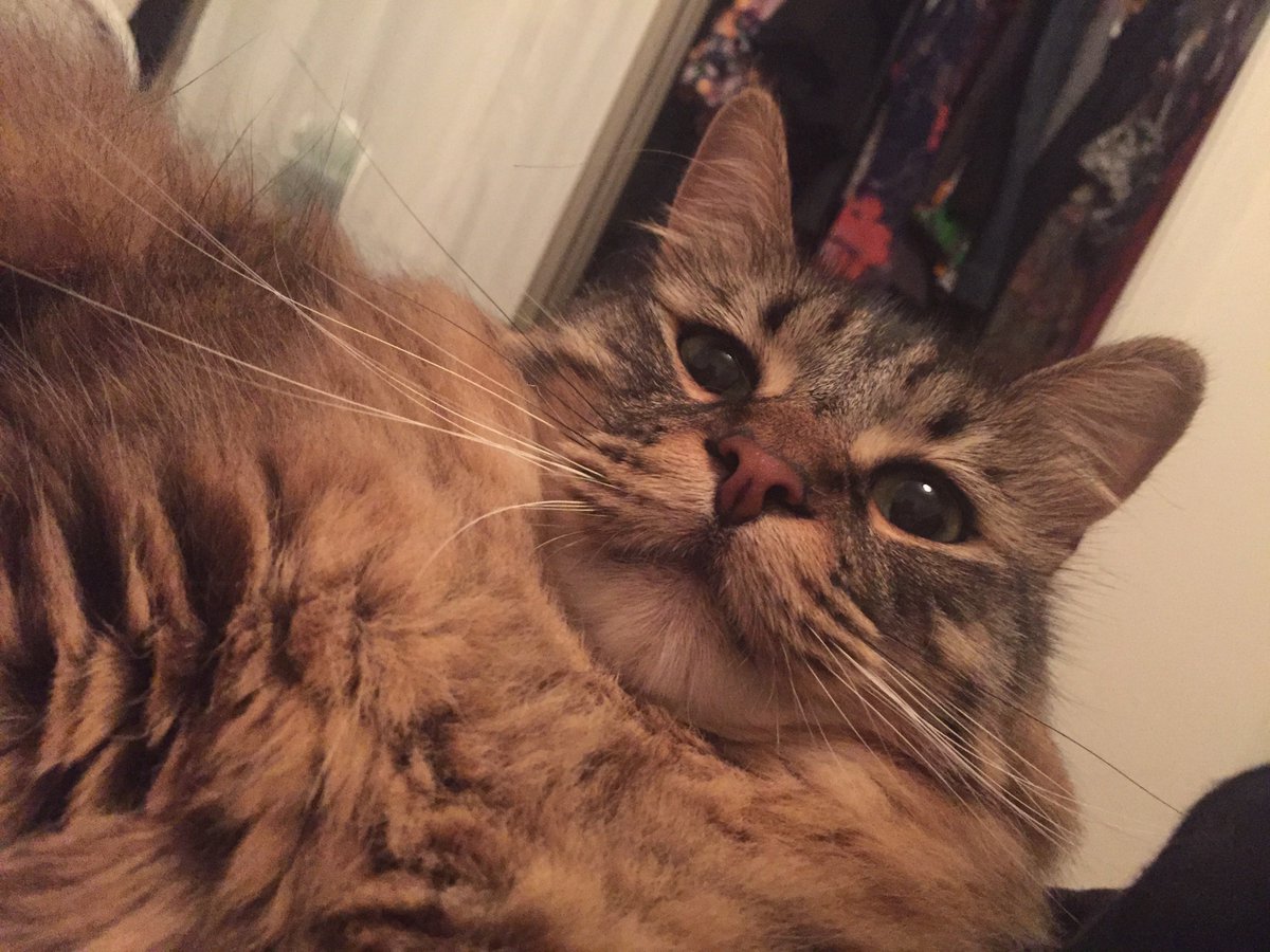 serpouncesf's tweet photo. Is this thing on? #catselfie #CatsOfTwitter https://t.co/jKLboqieH9