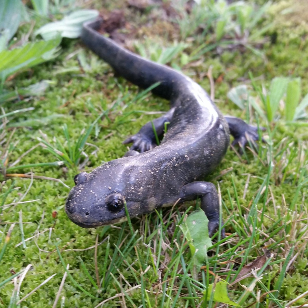 amphibs's tweet photo. Fun comparison from #EMUherpetology: tiger salamander (L) and unisexual with tiger genes (R). https://t.co/2eIrQ5B7da