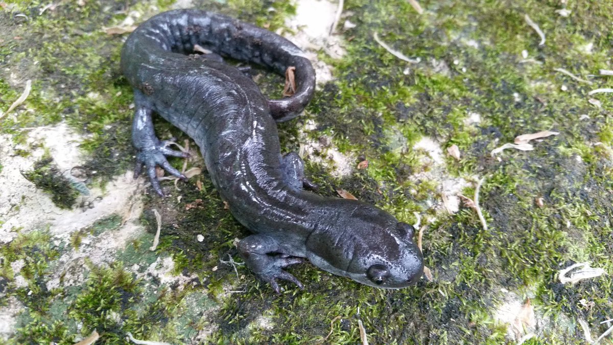 amphibs's tweet photo. Fun comparison from #EMUherpetology: tiger salamander (L) and unisexual with tiger genes (R). https://t.co/2eIrQ5B7da