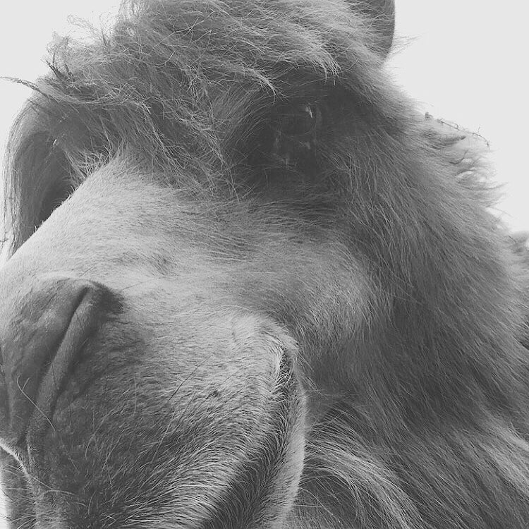 johanne (@joeylymbery) on Twitter photo 