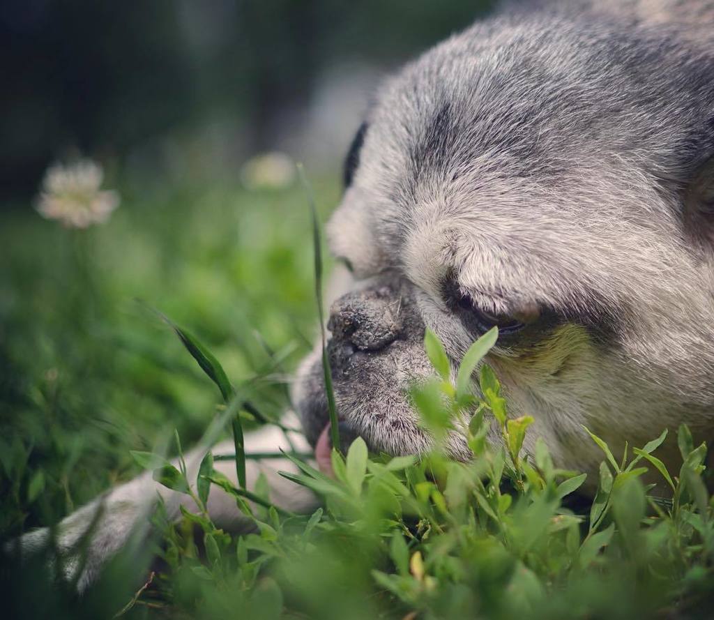 mostlypug's tweet photo. 2016. Though Dexter's last year was difficult health-wise, his last days were filled with … https://t.co/kYtQjqbr7v https://t.co/76lD1a19t6
