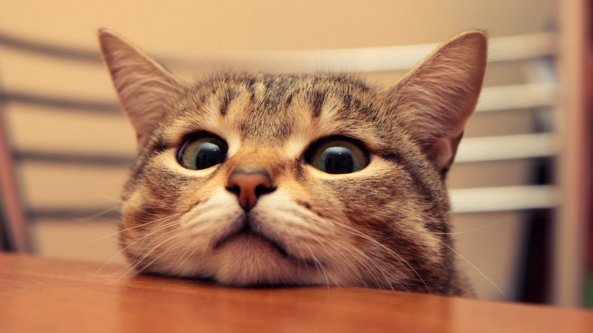 猫から観た世界 猫ネタ中心にrtする垢 Nekogairukara Twitter
