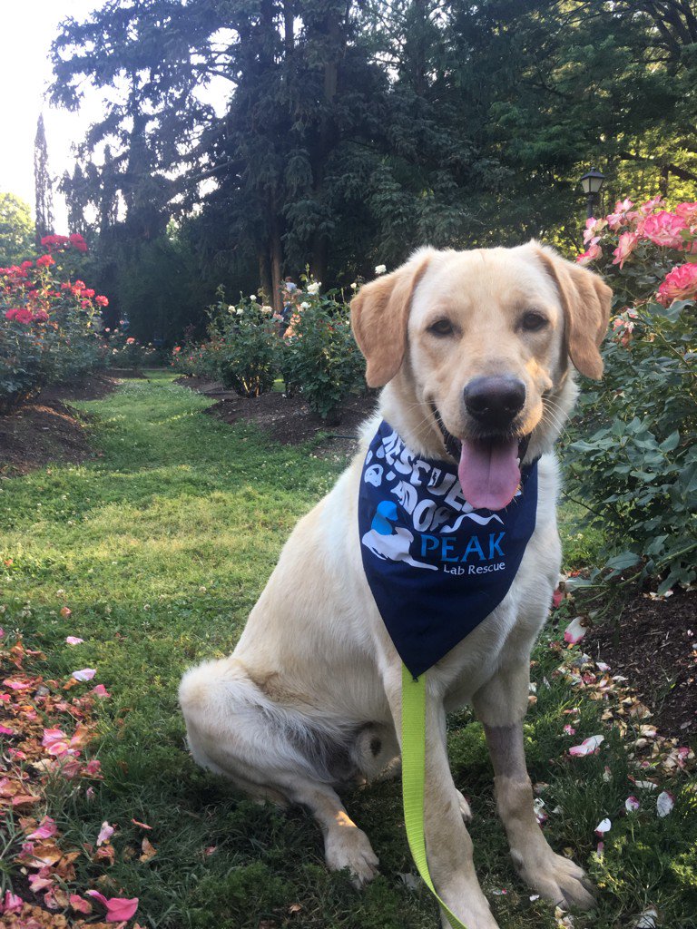 Franklin was adopted from Peak Lab Rescue last week his favorite thing to do is take a walk to Pullen Park.