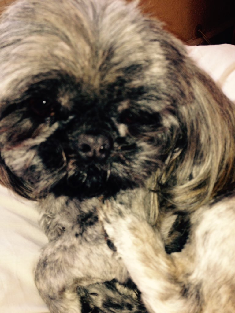 DebbieBudleyrip's tweet image. Happy 3rd birthday Mr Bear. 🎈🎈🎈🎈🎈🎈🎈🎈🎈🎈🎈🎈