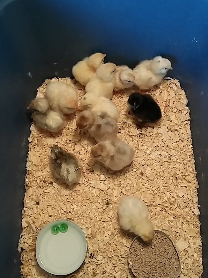 RedSunAcres's tweet photo. Babies one thru twelve #barnyardmix https://t.co/x8n5vUaxNf
