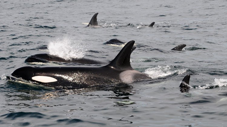 It's #WorldOceansDay tomorrow. How are you contributing to #oceanconservation? Get inspired: ow.ly/4UN03011km2