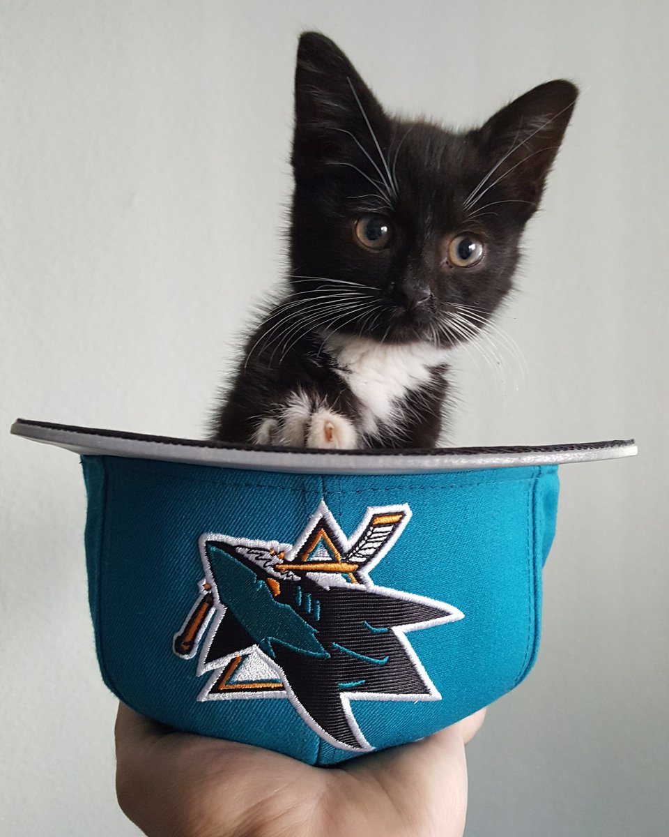 newworldales's tweet photo. @SharksBlackCat Your sister stopped by my house last night. If that's not a good omen, I don't know what is. https://t.co/RDzzTWVNSe