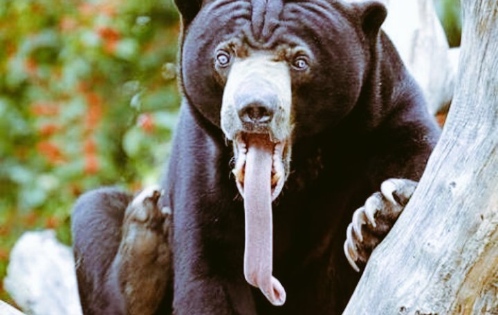 BearFun1 tweet picture