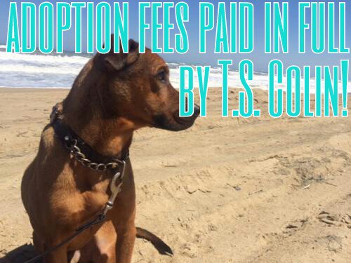 Outer Banks SPCA tweet media