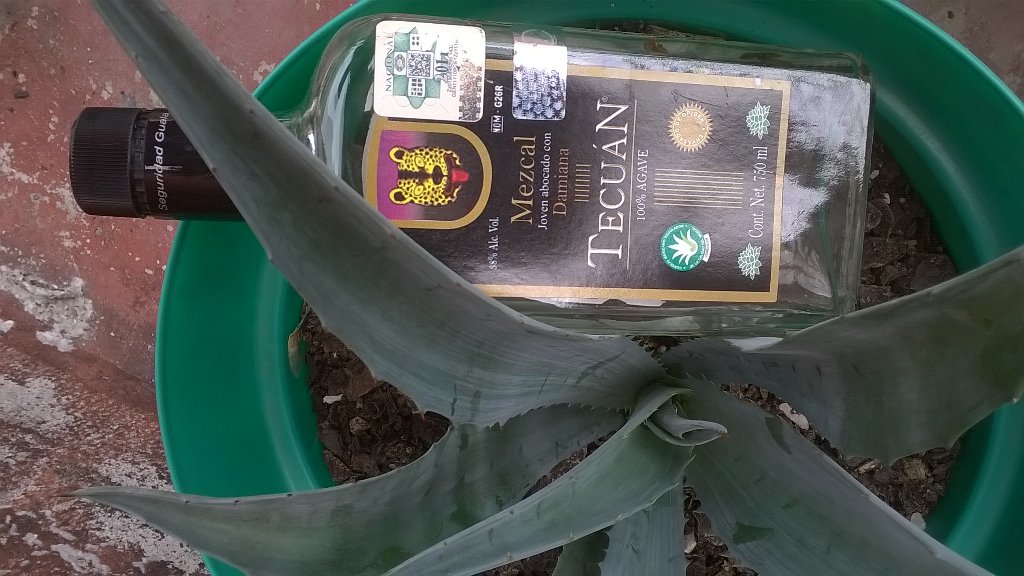 mexcalero's tweet photo. Este deja vu hechizo ya se me acabó. @TecuanCDMX Tecuan mezcal https://t.co/8uYF0SxUwb