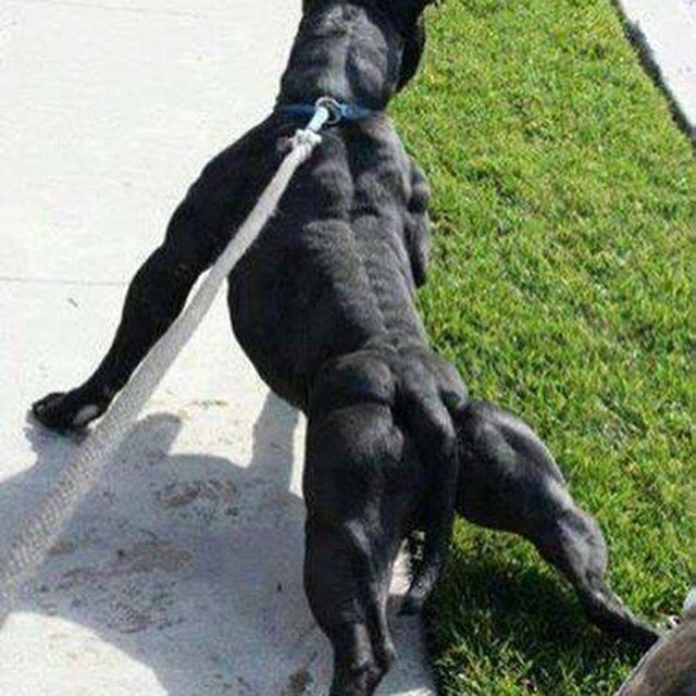 Bodybuilder dog🐶