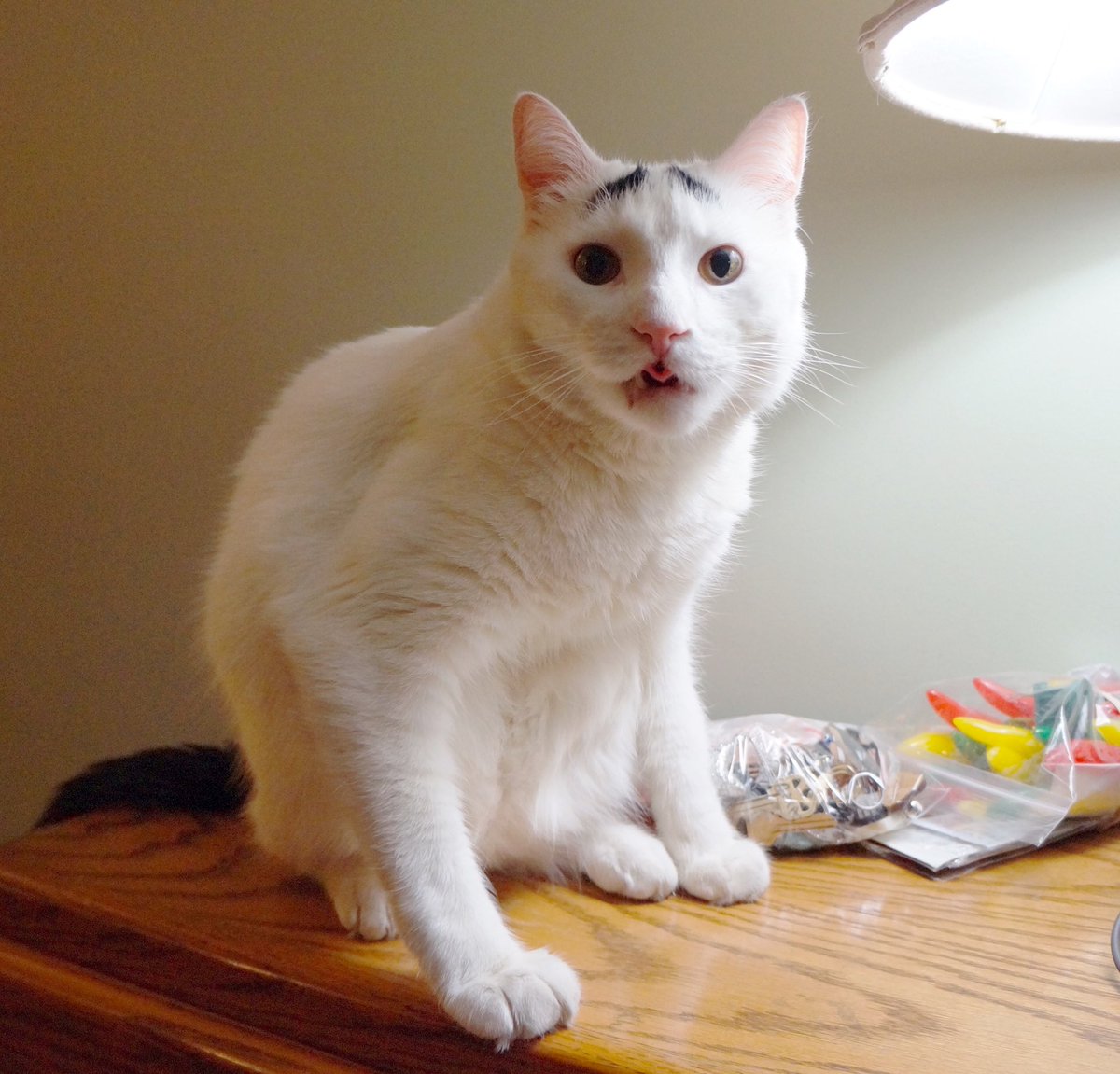 Samhaseyebrows's tweet photo. Tongue's out, guns out! #TongueOutTuesday https://t.co/DxF85nRoWi
