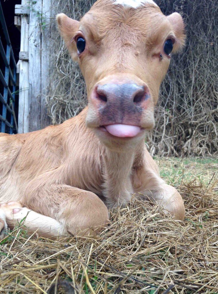 juliejoy23's tweet photo. Vegans have a point... https://t.co/DUpaE71QwO