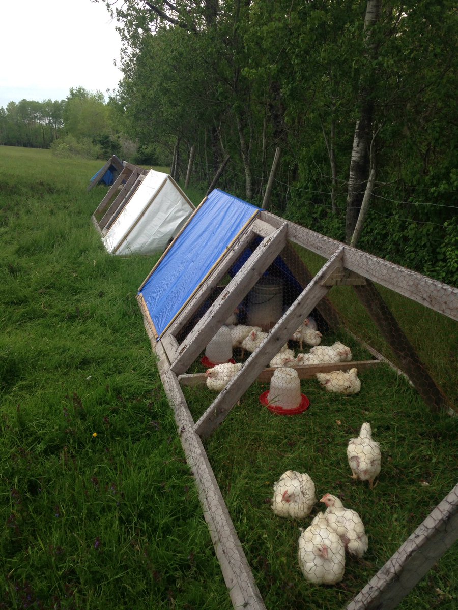 WooliesNS's tweet photo. Chickens are 4-1/2 weeks old now and enjoying their first evening in pasture. #upperbrookfarming nonGMO feed https://t.co/SXYyvSjhaQ