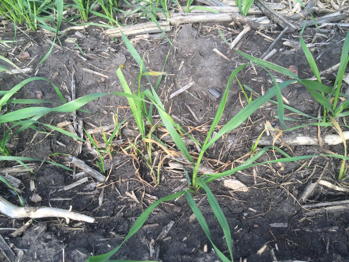 DerekSnoopFalk's tweet photo. I don't know what's going on here but it's the only field where I didn't treat my seed. #CruiserMaxx https://t.co/hWjMzEXnrH