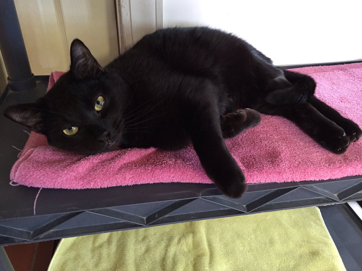 MaxytheCat's tweet photo. Cassius seems to be continuing to feel well. 14 more days of the steroids and we hope he remains stable #pawcircle https://t.co/KDEox2bFdx