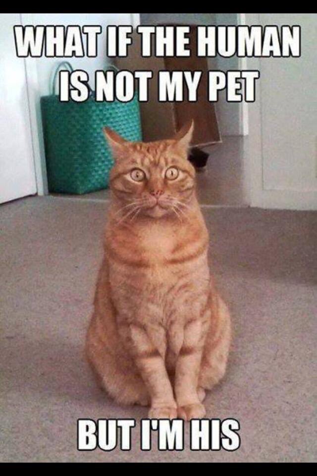 CP_Southampton's tweet photo. Love this face... @ColeTheBlackCat @SimonsCat #lifewithcats #lovecats https://t.co/5BcY7CIRvy