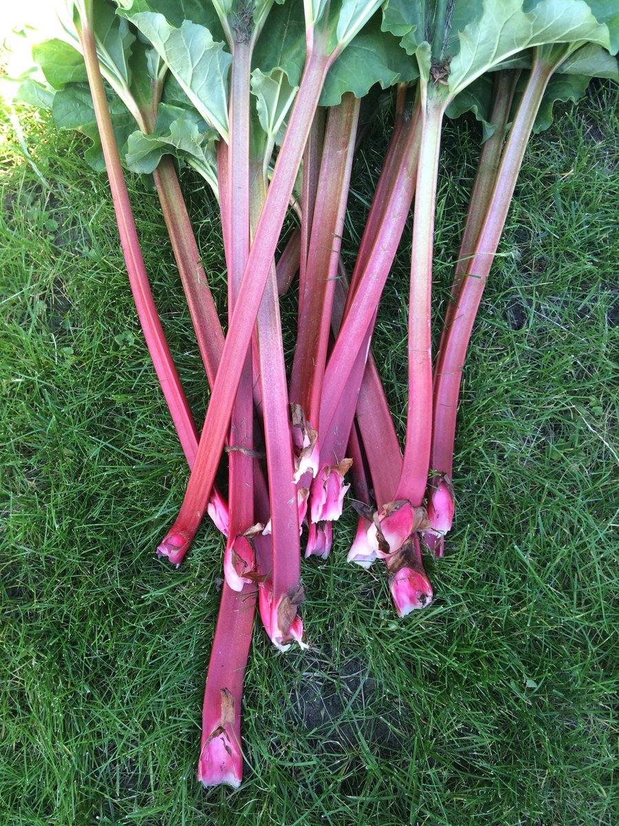 Happiness is a neighbor who lets you pick all of the rhubarb.