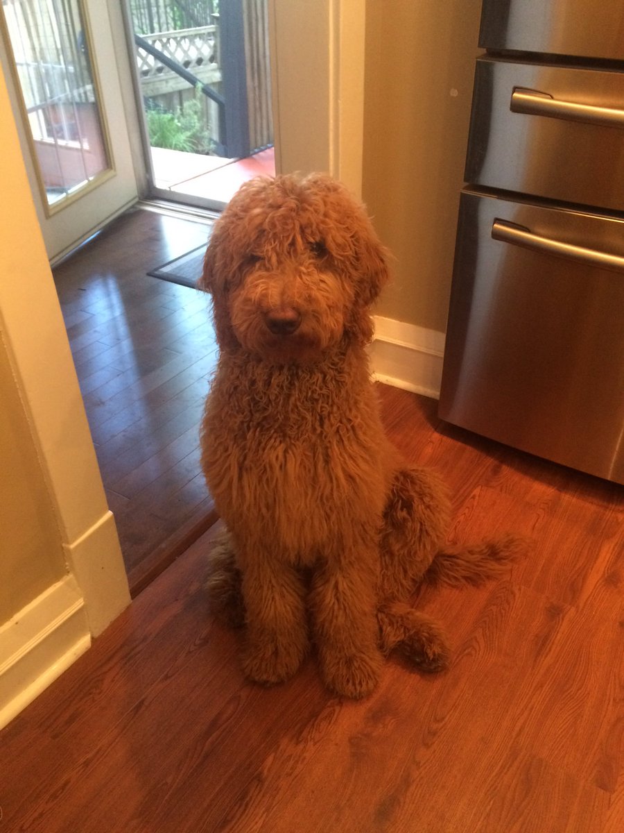 lauren_franzoni's tweet photo. help! the groomers gave me back the wrong dog #bringbackhudson https://t.co/yhI2kz8EYy
