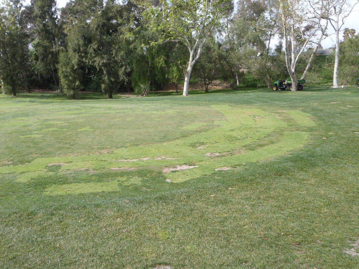 scotdey's tweet photo. Beginning of #2 fwy 2011 vs 2015 #NoSod #FertilizerOnly #Kikuyugrass #Stolons #MVCC #BeforeandAfter https://t.co/MwXKLJiWos