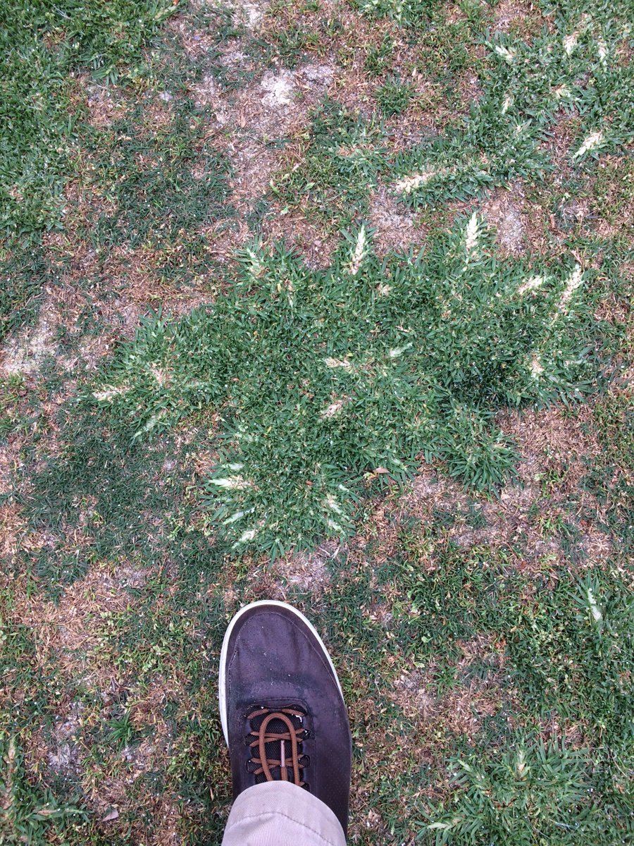 scotdey's tweet photo. Beginning of #2 fwy 2011 vs 2015 #NoSod #FertilizerOnly #Kikuyugrass #Stolons #MVCC #BeforeandAfter https://t.co/MwXKLJiWos