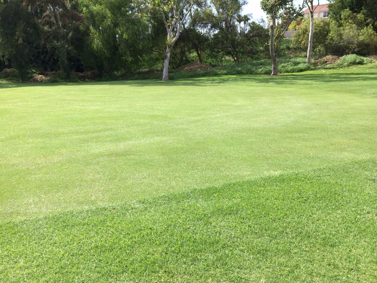 scotdey's tweet photo. Beginning of #2 fwy 2011 vs 2015 #NoSod #FertilizerOnly #Kikuyugrass #Stolons #MVCC #BeforeandAfter https://t.co/MwXKLJiWos