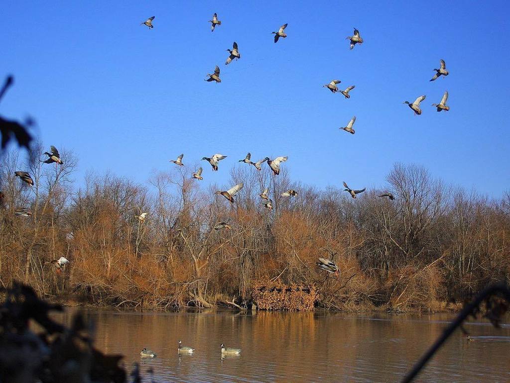 TonyVandemore's tweet photo. TAKE 'EM BOYS. #TakeEmTuesday #DreamOfGreen
#HabitatFlats #TimberHoles #UAHunt #mallards … https://t.co/Fx4xnAAcx1 https://t.co/CtCiVx98Fn