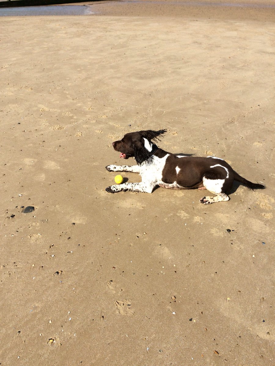 murraysmith33's tweet image. This beach is wicked 🐶🐶 #dogsoftwitter #dogslife #dogbeach #springerspaniel