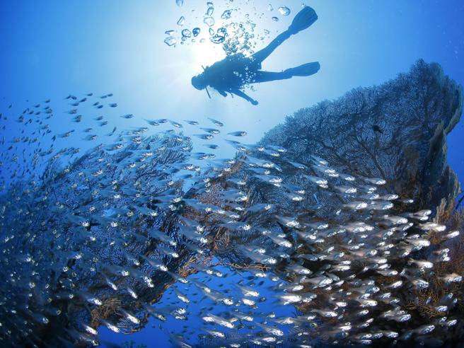 Corriere's tweet photo. Il mare è in pericolo: i cinque grandi nemici del pianeta acqua https://t.co/Tic7hOHYX4 https://t.co/o3lxuhGZv0