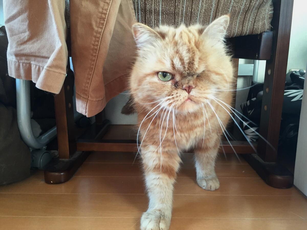 animalloop's tweet image. who dares wake me! it was you  wasn&apos;t it