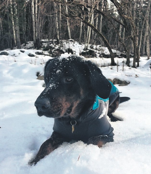 VailDailyDogs's tweet image. Look for #dogs up for #adoption if you attend the #GoProMountainGames this weekend. bit.ly/1Zwc9Kj