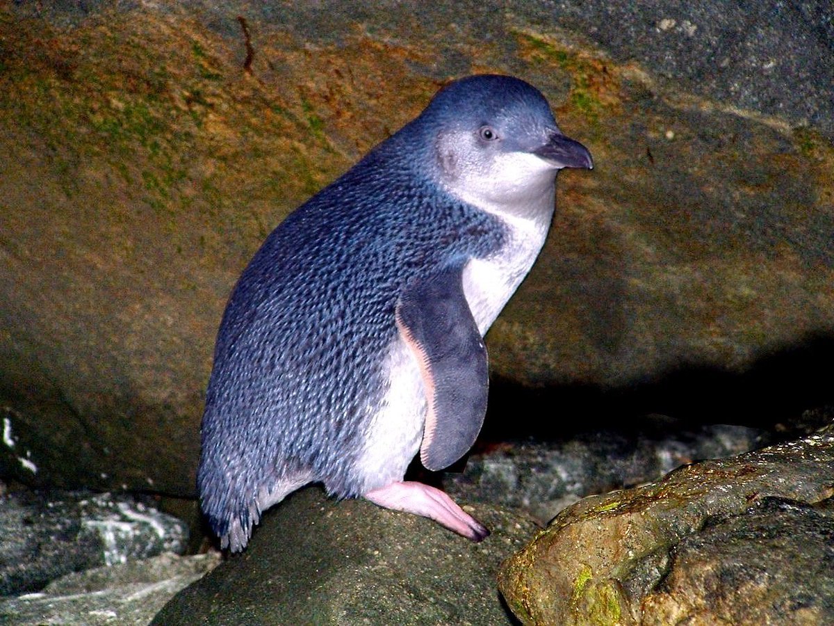 Oamaru Blue Penguin tweet media