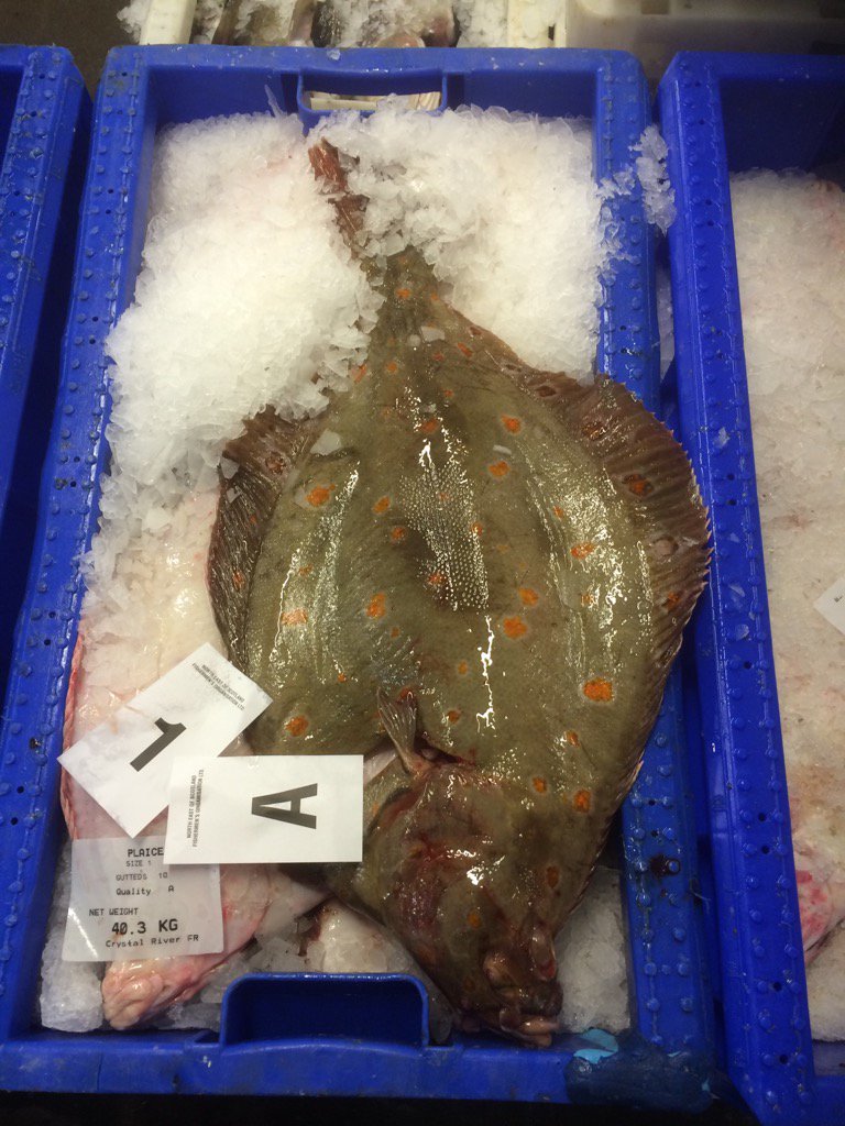 will clark (@will051266) on Twitter photo Now that's a plaice !! Length of the box @GrimsbyUK <a href="/seafishuk/">Seafish</a> @eastcoastavocet <a href="/BluemarlinBrand/">Flatfish Ltd</a> <a href="/EatMoreFishRT/">Eat More Fish</a> Now that's a plaice !! Length of the box @GrimsbyUK <a href="/seafishuk/">Seafish</a> @eastcoastavocet <a href="/BluemarlinBrand/">Flatfish Ltd</a> <a href="/EatMoreFishRT/">Eat More Fish</a>
