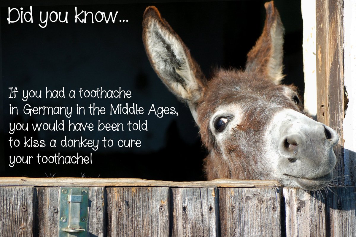 CostelloDDS's tweet photo. Did you know... #DentalFacts #FunFacts #Germany #Donkey #Toothache https://t.co/zKlzgsjKhJ