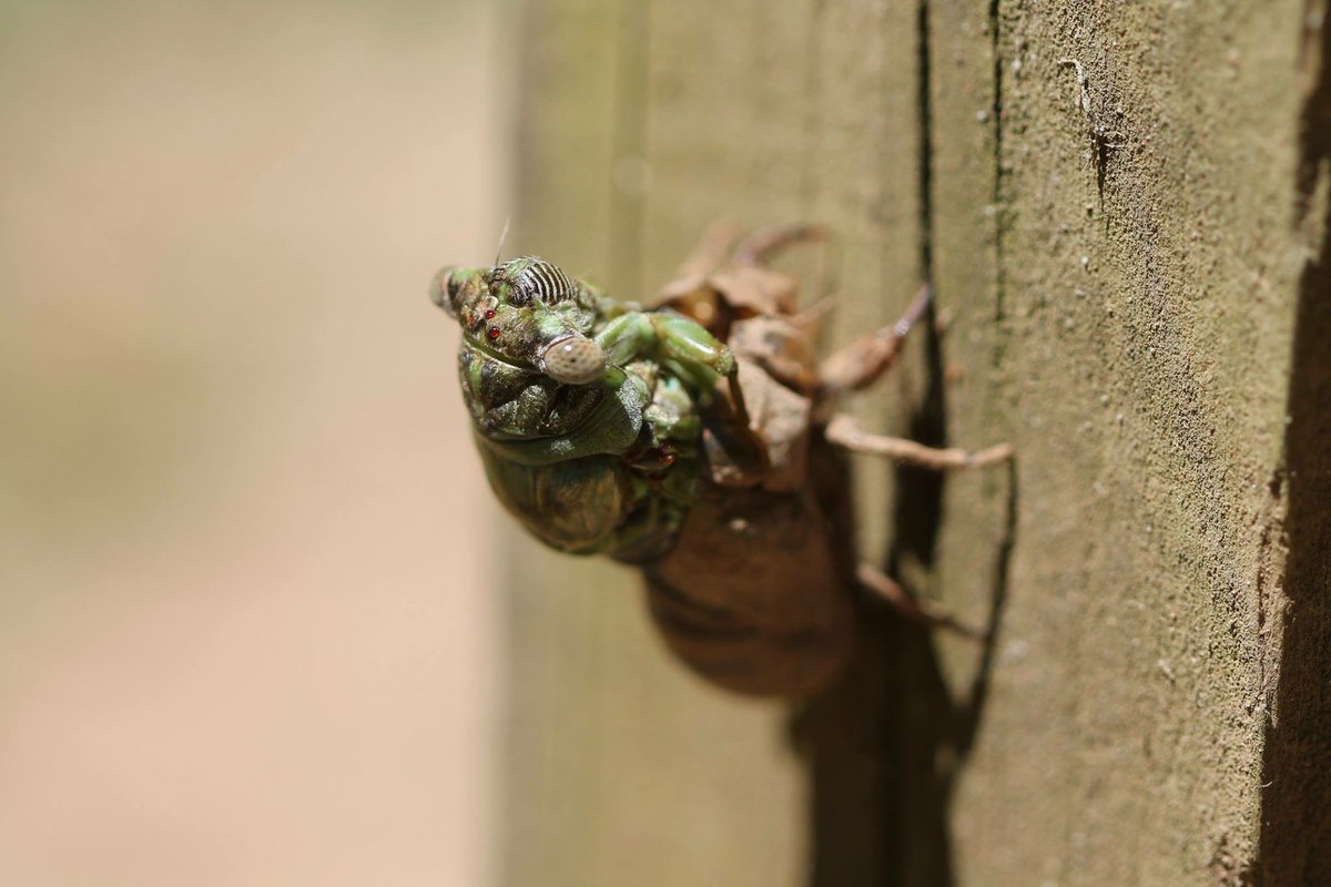 Some of our campers got to see this cicada emerging from its shell. #summercamp #nature #wonder