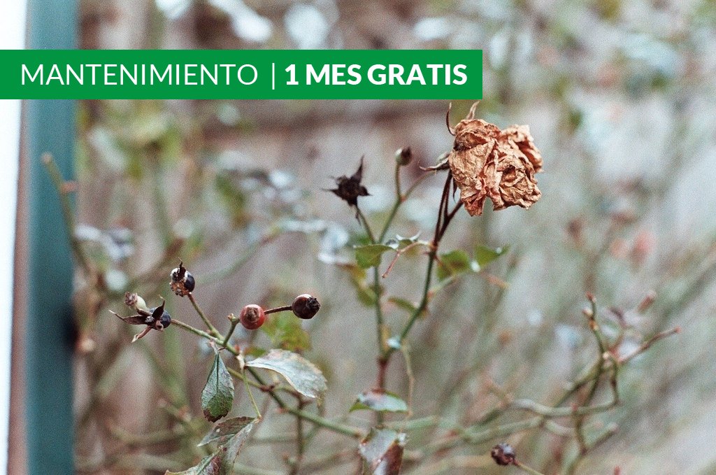 greenfactor_'s tweet image. No dejes morir tu jardín por el verano. 
Pregúntanos por nuestros proyectos de riego y mantenimiento
 652 65 07 74