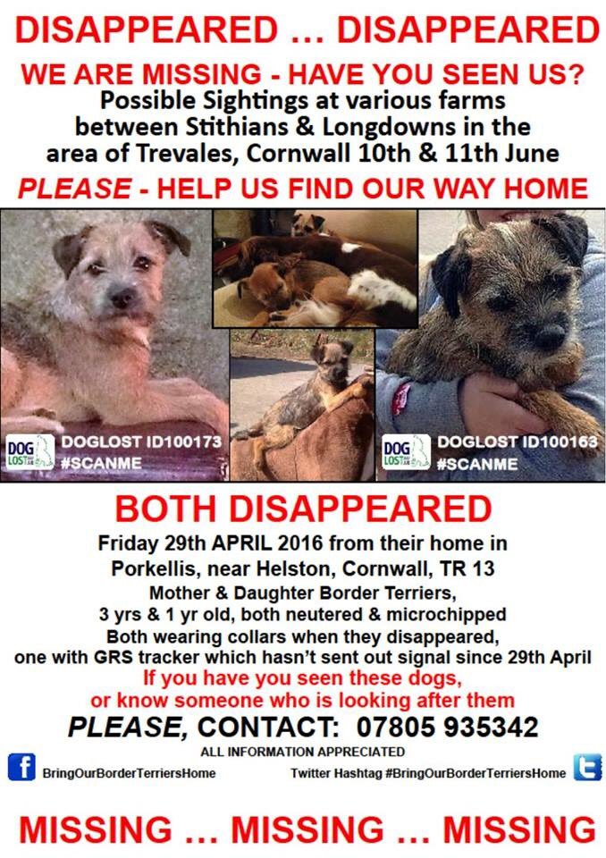 Lisa198335's tweet photo. #BringOurBorderTerriersHome #Sightings #Stithians #Longdowns #Trevales #Cornwall @VetsGetScanning @pettheftaware TY https://t.co/vROIatckK6