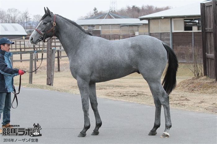 競馬ラボ 兄はマウントロブソン 馬名 ポポカテペトル 父 ディープインパクト 栗東 友道康夫厩舎 金子氏 友道厩舎の ダービーコンビ この馬をｐｏｇ指名はコチラ T Co 3qihz3nn5z 競馬 Pog