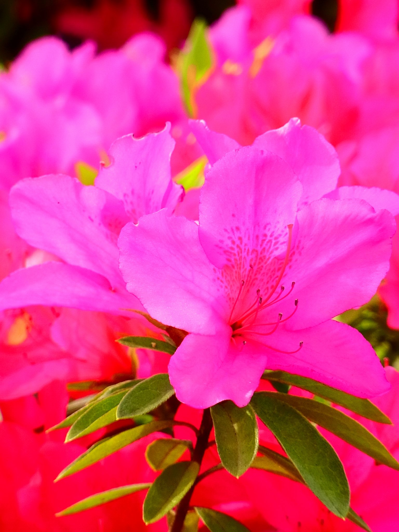 ゆうこ Su Twitter 大紫躑躅 躑躅のなかで花が一番大きい ふつう つつじ と言えばこの種類を指す 赤紫色の大輪の花 を咲かせるところから 大紫 となった 厳密には平戸躑躅 ヒラドツツジ の一品種 花 オオムラサキツツジ T Co Fd85qfc3si Twitter